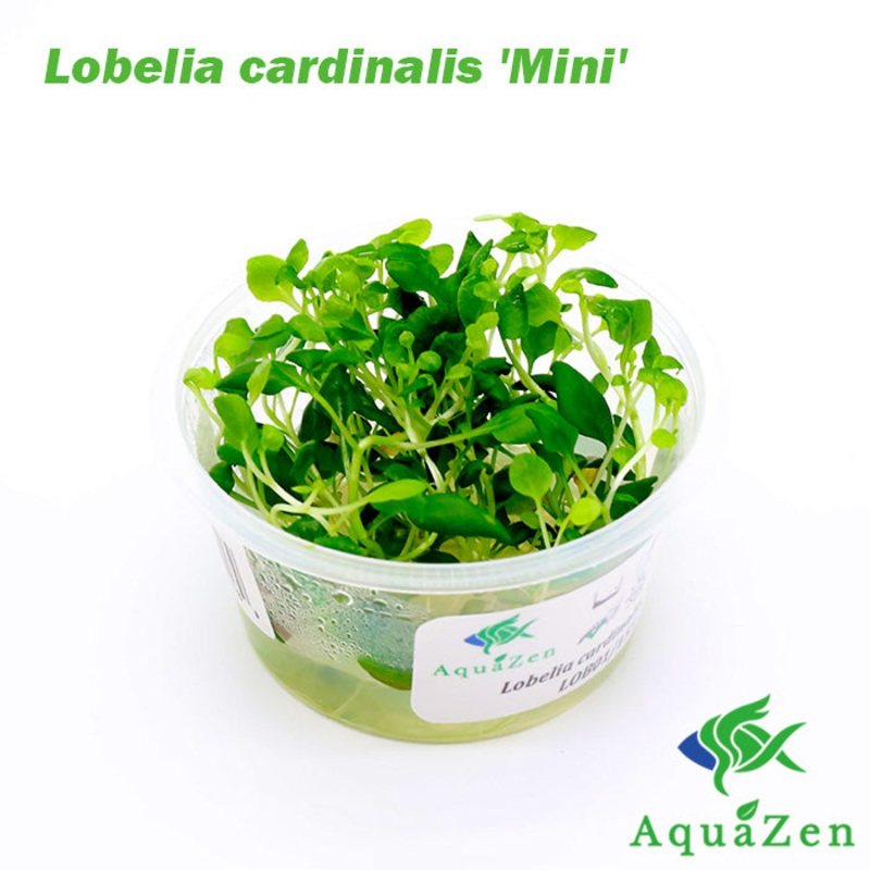 Lobelia cardinalis ‘Mini’ (Lobelia cardinalis ‘Mini’) – Tissue Culture