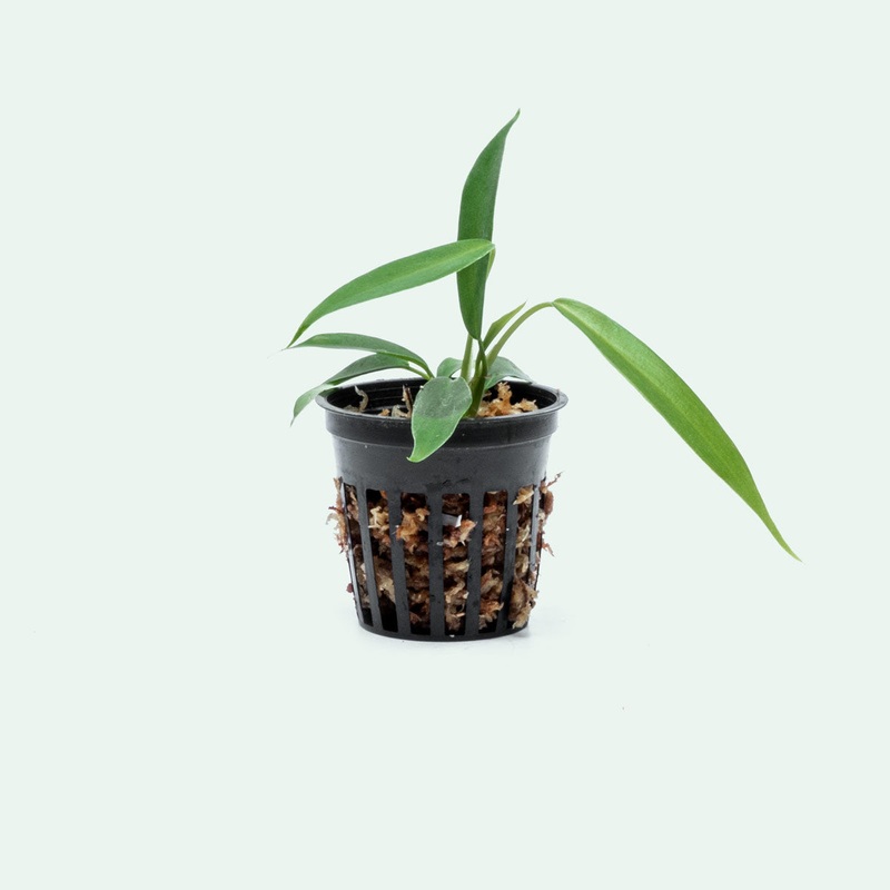Philodendron Joepii – Bare Root