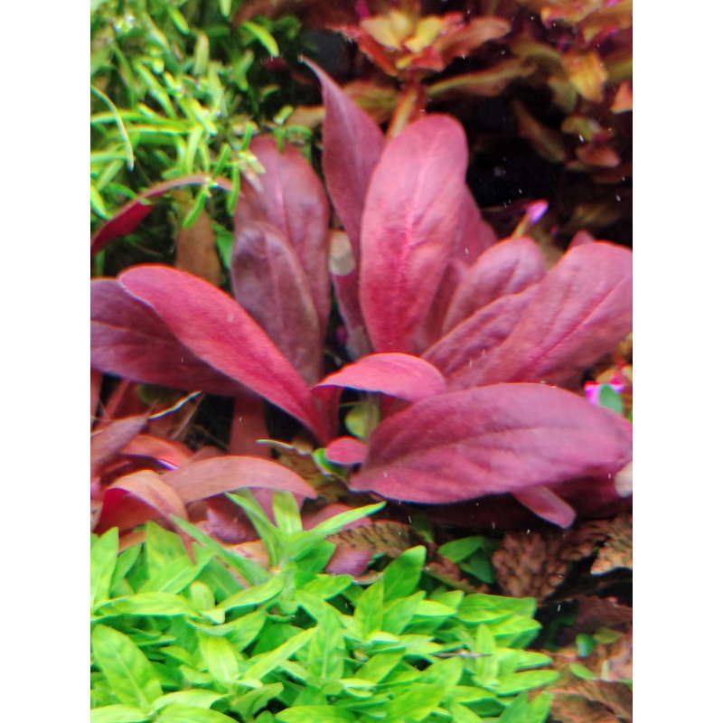 TCulture Samolus Parviflorus ‘Red’ (Pot)