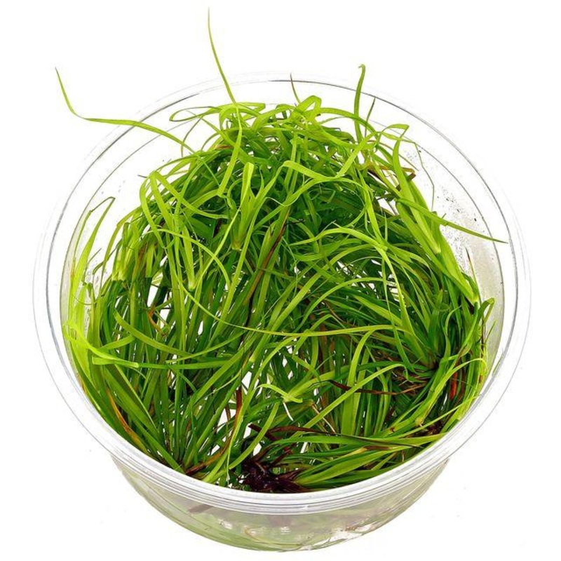 Tropica Juncus Repens 1-2-Grow!