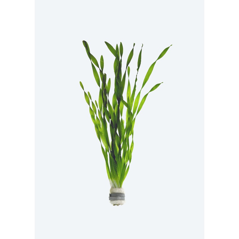 Vallisneria spiralis