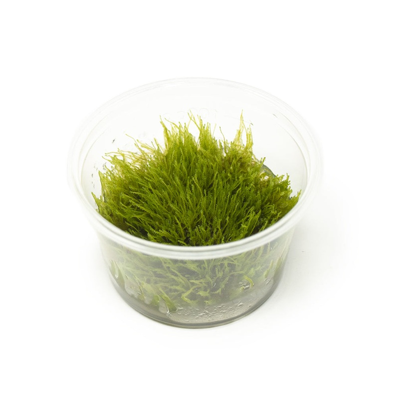 Taxiphyllum sp. “Giant Moss” Tissue Culture