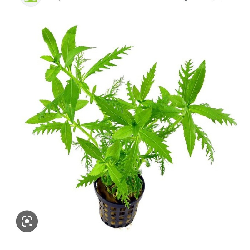 TCulture Hygrophila Balsamica (Pot)