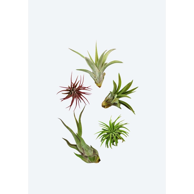 Air Plant Mix