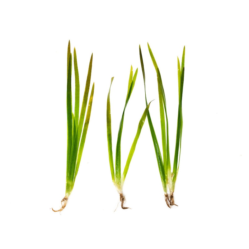 Red Jungle Vallisneria (Vallisneria gigantea rubra), Bunch w/Lead