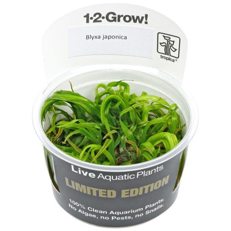 Tropica Blyxa Japonica 1-2-GROW!
