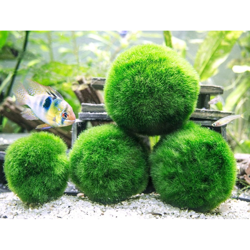 Medium Marimo Moss Balls (Aegagropila linnaei), 1-1.5 inch