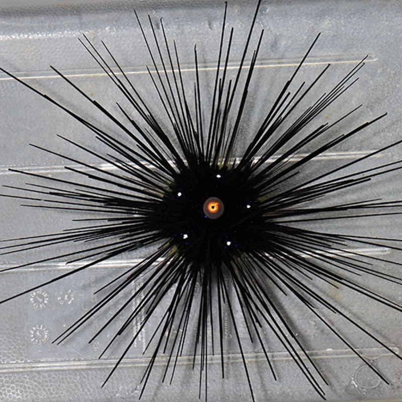 Long Spine Urchin