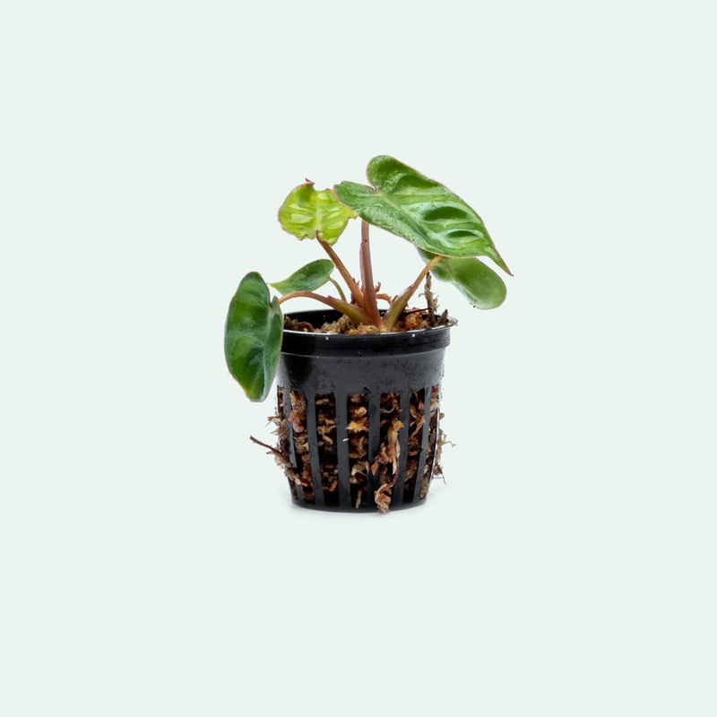 Philodendron Billietiae – Bare Root