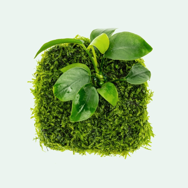 Anubias Nana Moss Fiber Mat