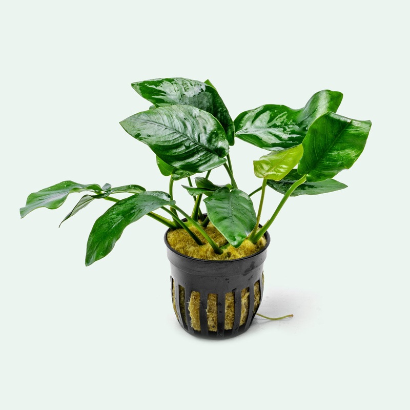 Anubias Nana