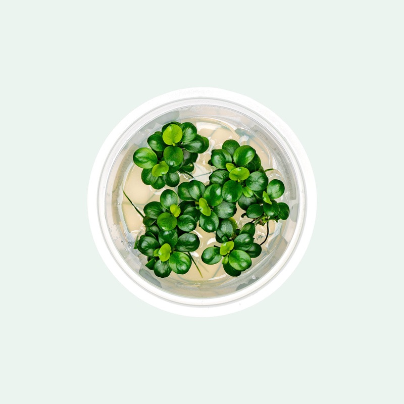 Anubias Mini Coin Tissue Culture