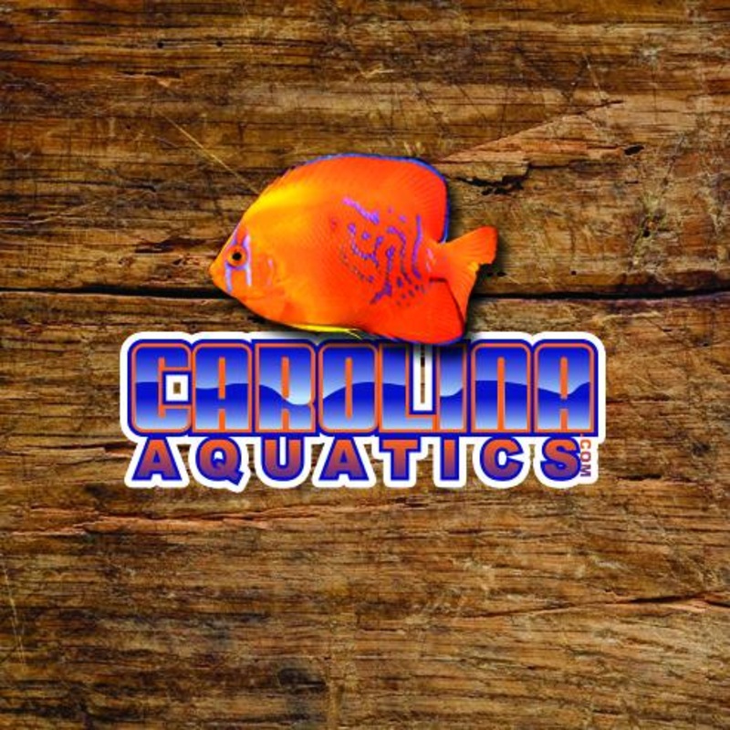 Ludwigia Repens Red Skeleton