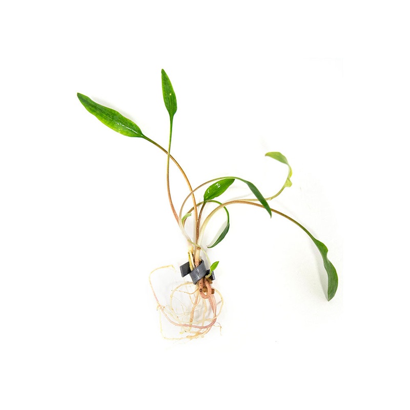 Cryptocoryne lutea, bare root