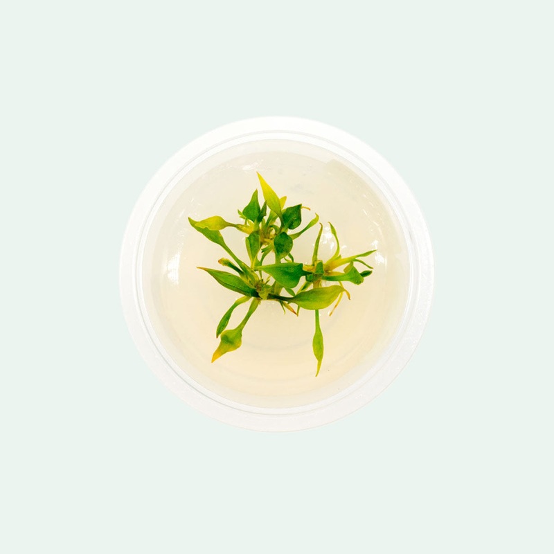 Cryptocoryne Pontederiifolia Tissue Culture
