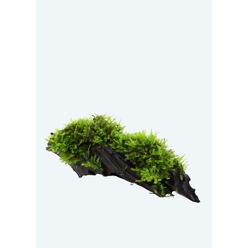 Vesicularia d. ‘Christmas’ on wood