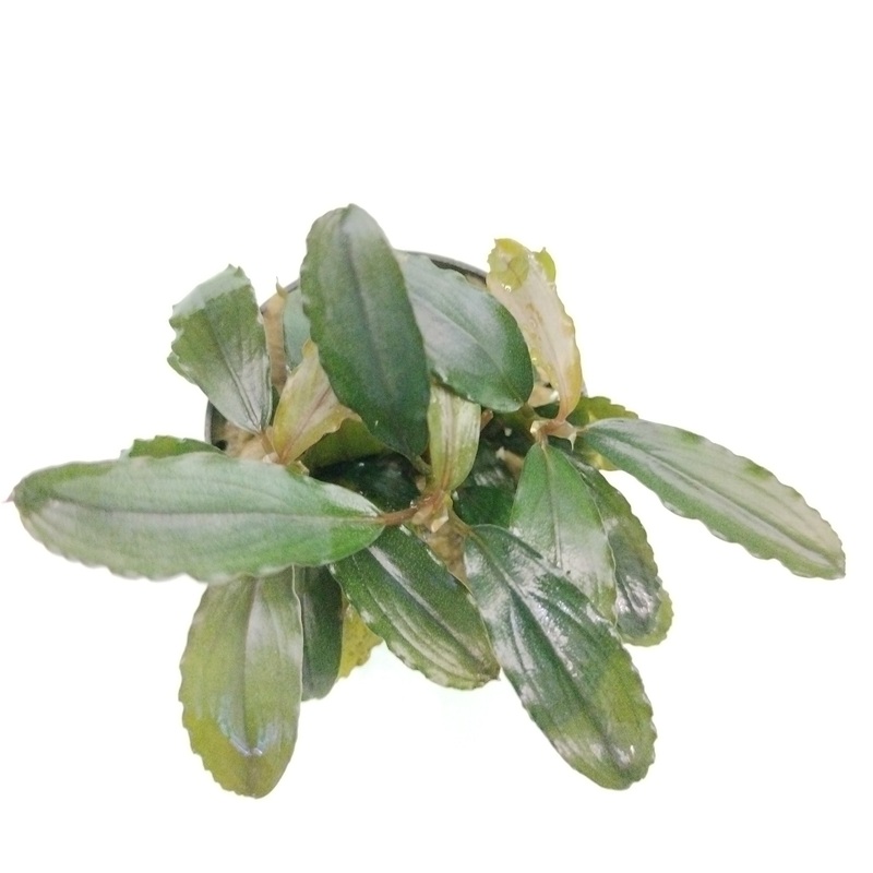 TCulture Bucephalandra Brownie Pink (Pot)