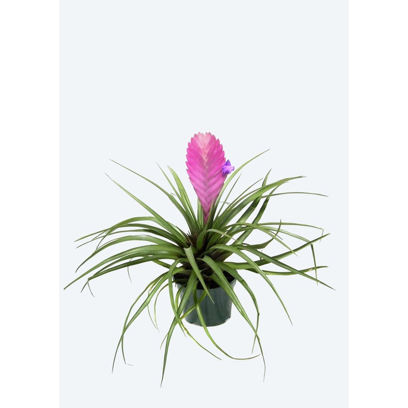 Wallisia cyanea (Tillandsia)