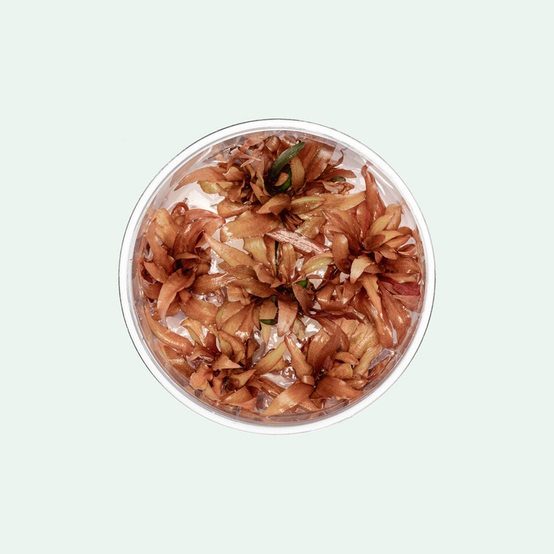 Cryptocoryne Wendtii Sindoor Tissue Culture