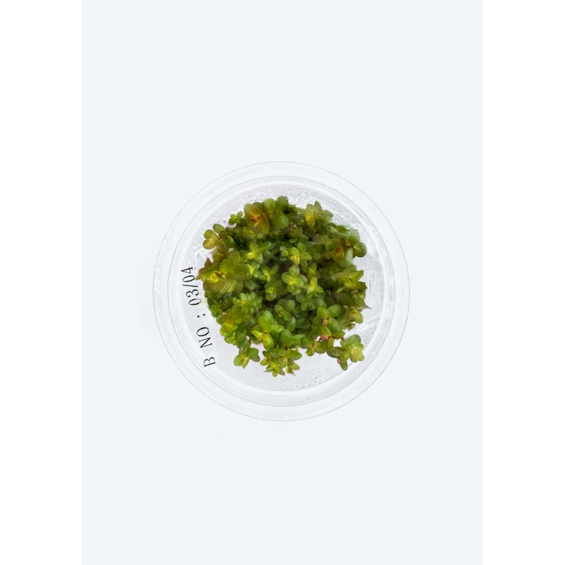 Rotala Macrandra ‘Green’