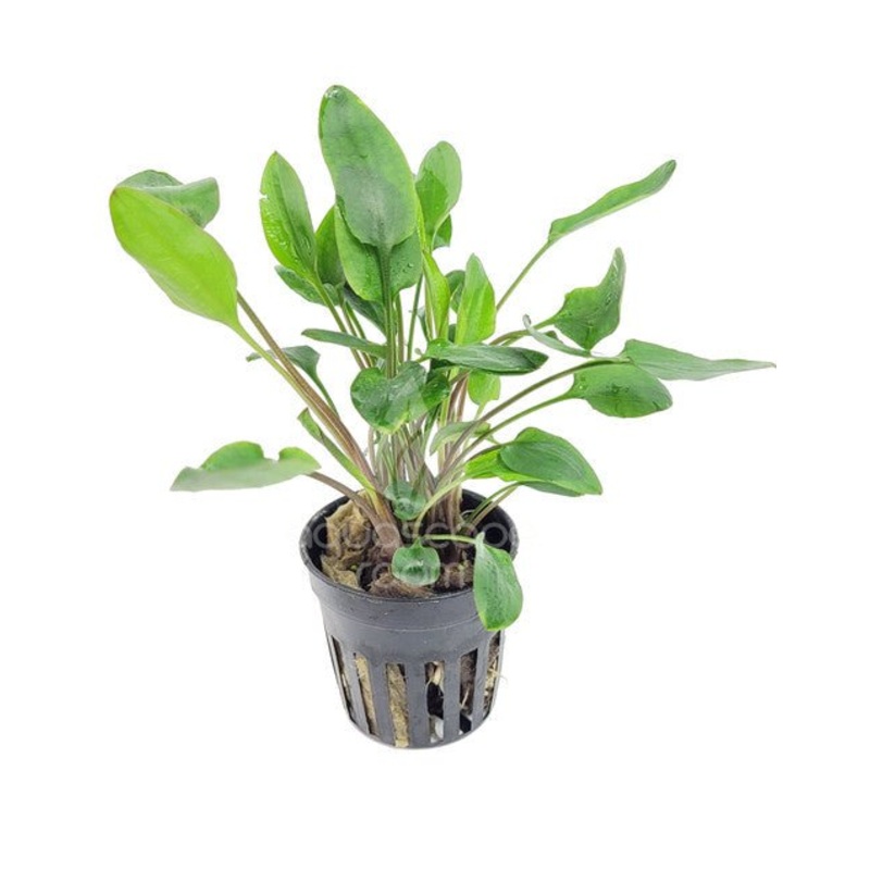 TCulture Cryptocoryne Willisii (Pot/TC Cup)