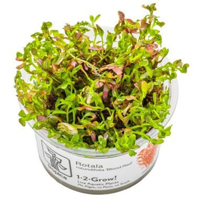 Tropica Rotala rotundifolia ‘Blood Red’ 1-2-Grow!