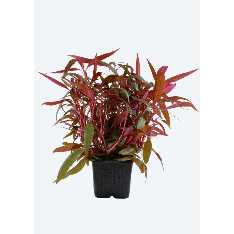 Alternanthera reineckii ‘Pink’ XL