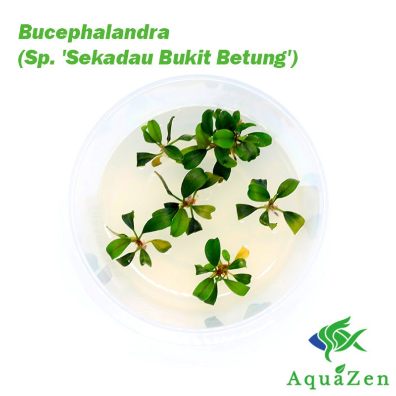 Bucephalandra (Sp. ‘Sekadau Bukit Betung’) – Tissue Culture