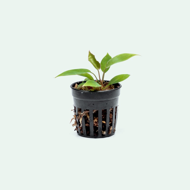 Philodendron Atabapoense – Bare Root