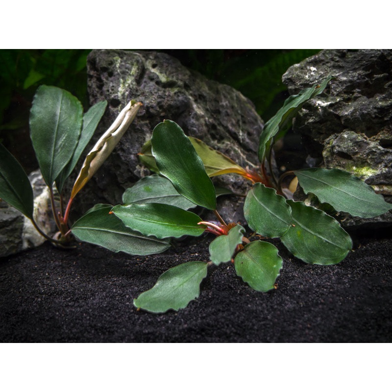 Theia Green Buce Plant (Bucephalandra sp. “Theia Green”)
