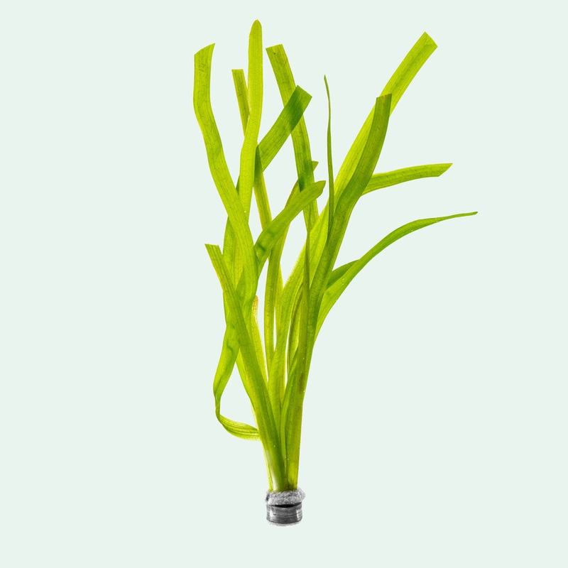 Vallisneria Gigantea Rubra