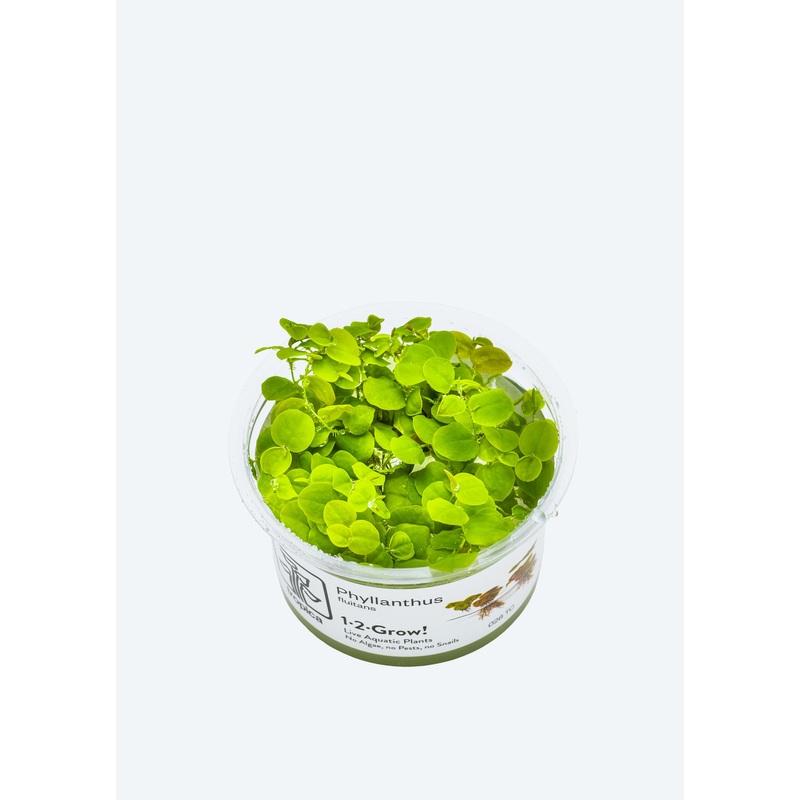 1-2-Grow! Phyllanthus fluitans