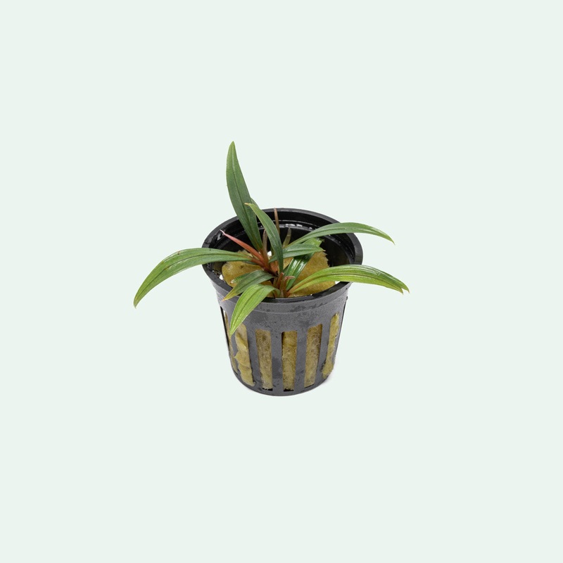 Bucephalandra Goliath