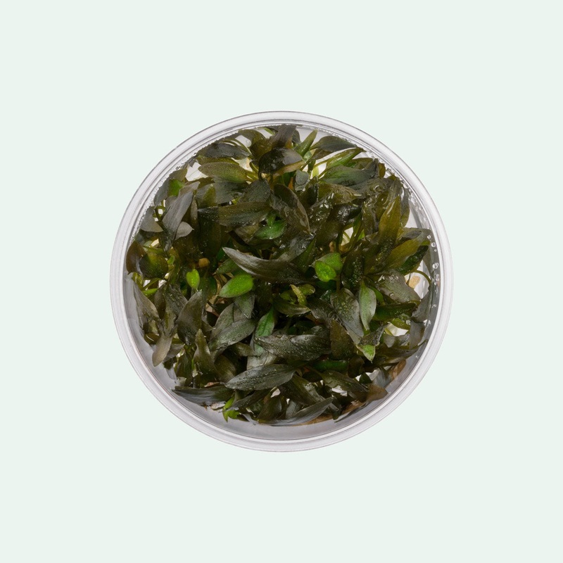 Cryptocoryne Wendtii Brown Indo