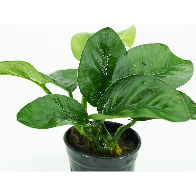 Anubias Barteri Butterfly (Anubias barteri var. Butterfly)