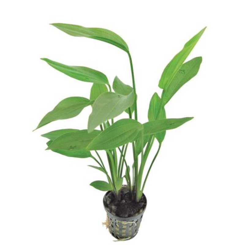 TCulture Echinodorus Argentinensis (Pot)