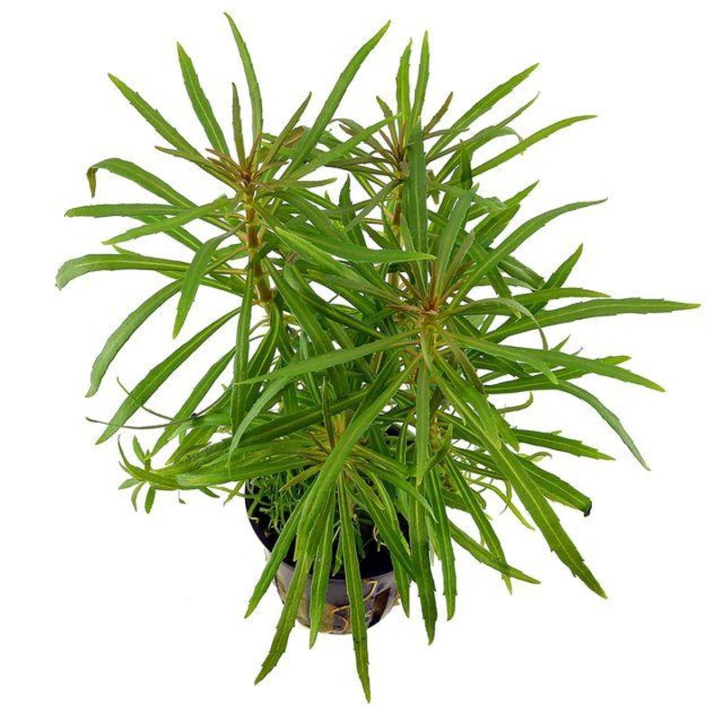 TCulture Pogostemon Stellata (Pot)