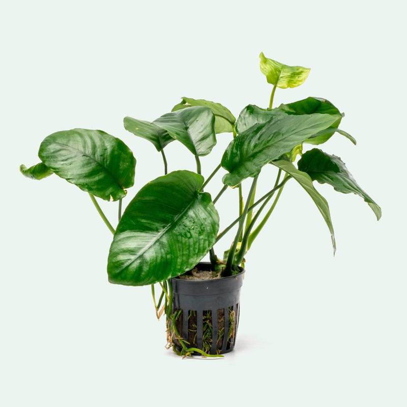 Anubias Wrinkle Leaf