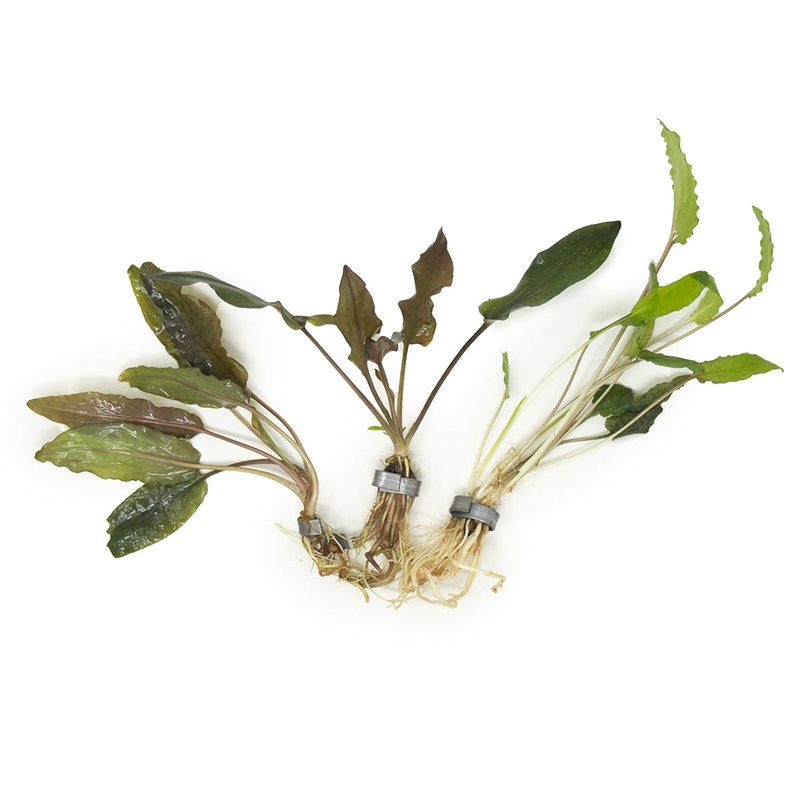 Cryptocoryne wendtii Multi-Color Combo Pack