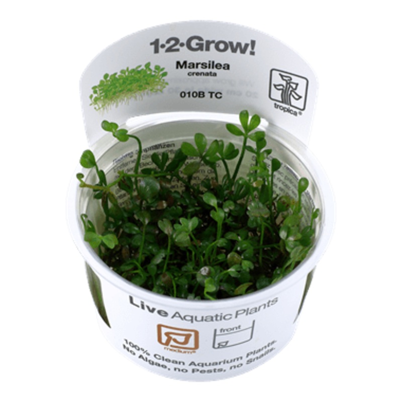 Tropica Marsilea crenata 1-2-GROW!