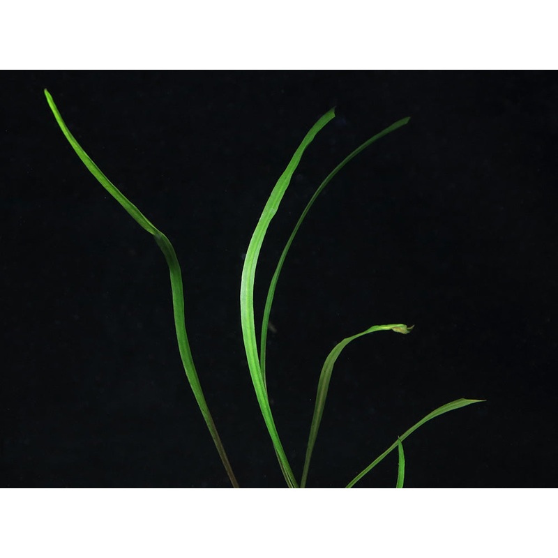 Cryptocoryne Spiralis