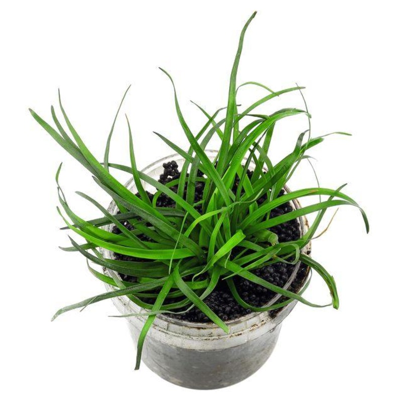 TCulture Eriocaulon ‘Vietnam’  (Pot)