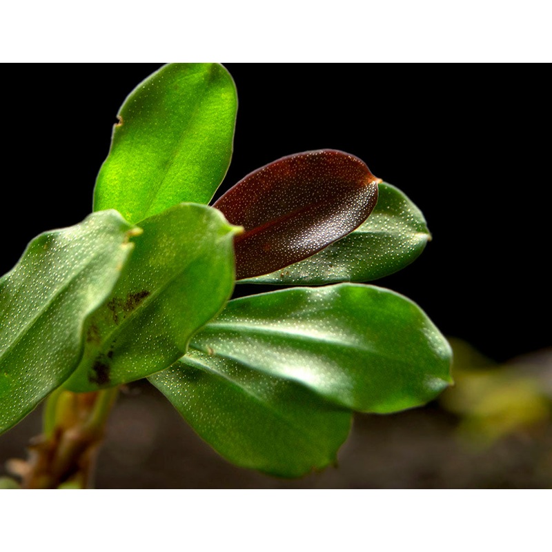 Brownie Purple Buce Plant (Bucephalandra sp. “Brownie Purple”)