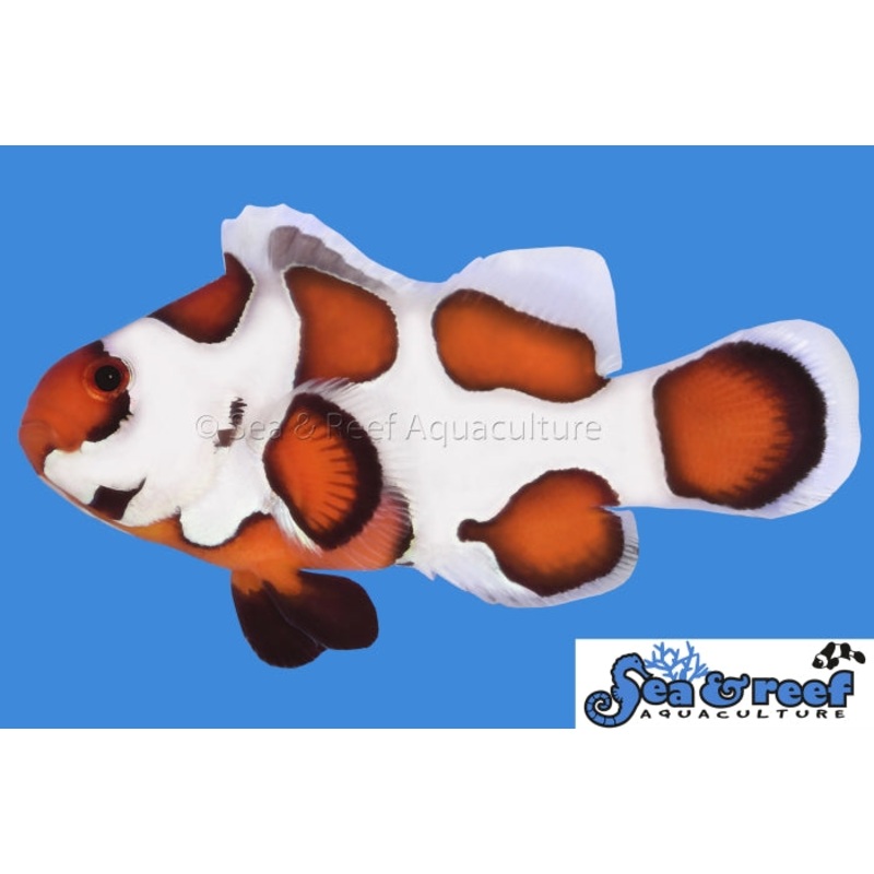 Clown – Storm Orange