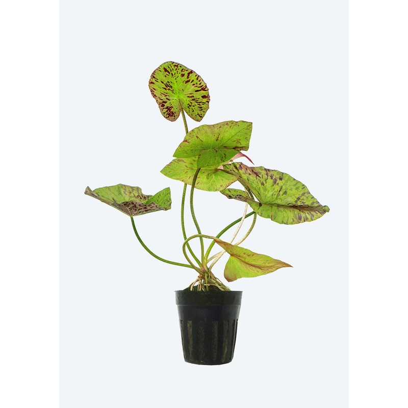 Nymphaea Lotus ‘Tiger’ Green