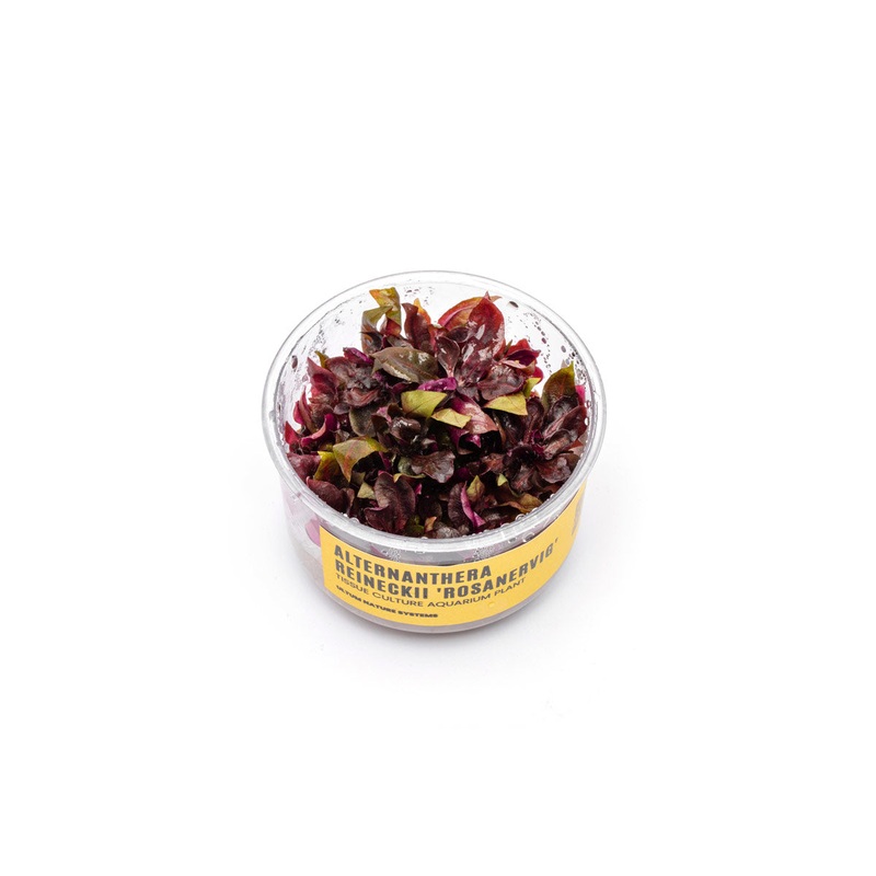 Alternanthera Reineckii Rosanervig UNS Tissue Culture