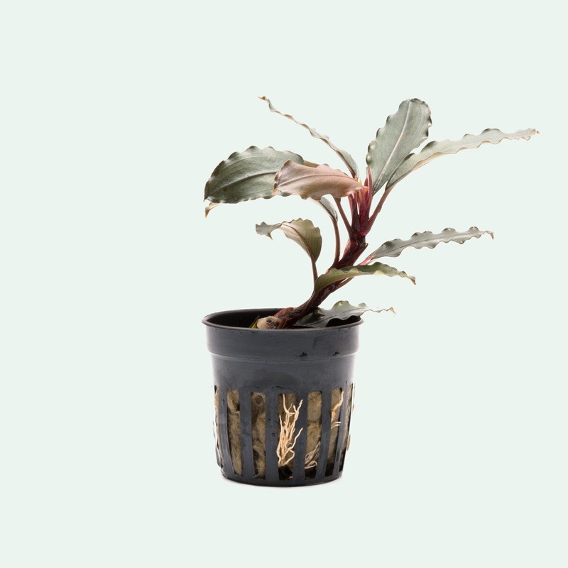 Bucephalandra Theia Red