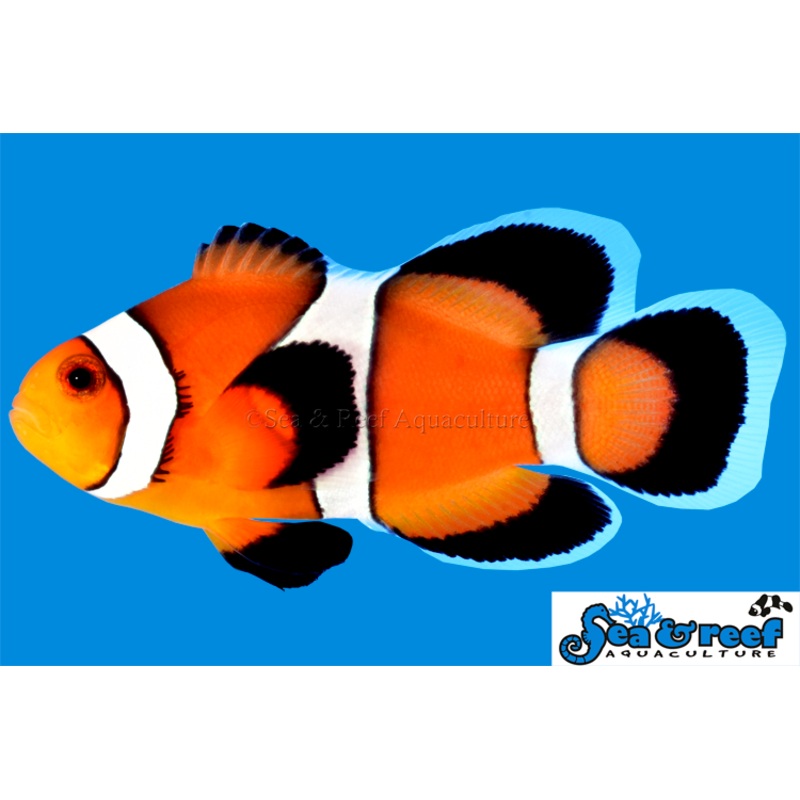 Clown – Ocellaris LongFin