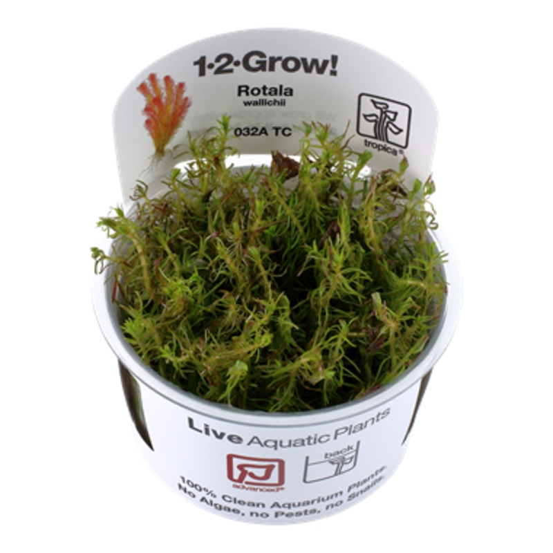 Tropica Rotala Wallichii 1-2-GROW!