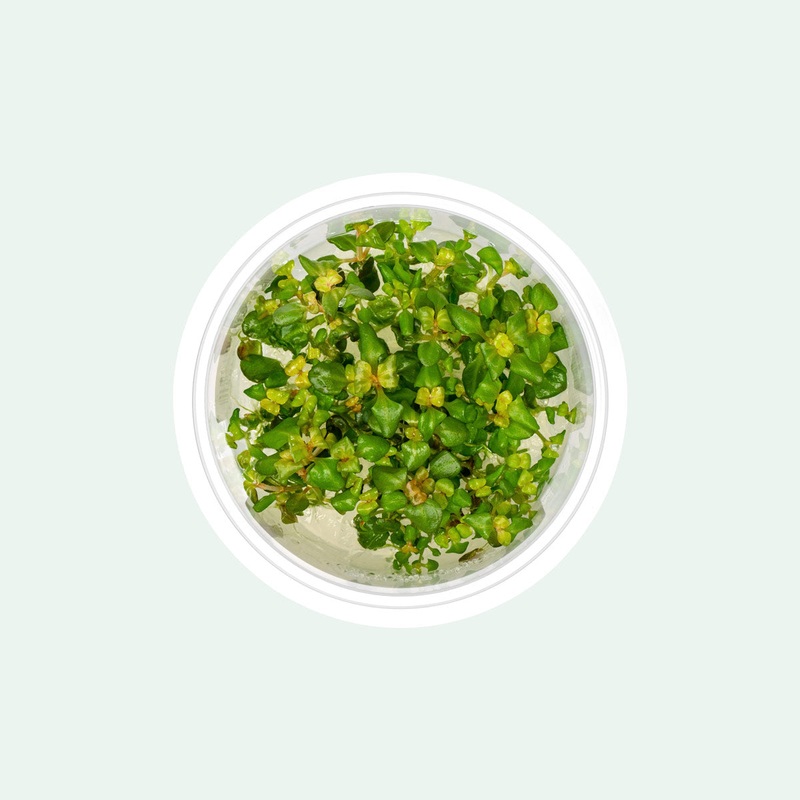 Aciotis Acuminifolia